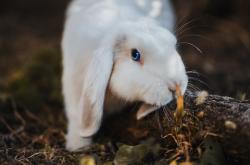 开云sport-雪夜维也纳，当本泽马的星光刺破蓝白迷雾