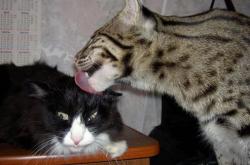 开云体育登录-冰与火的交锋，中国队团体碾压中的李梓嘉孤星闪耀