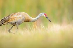 开云体育-跨洋对决，米切尔爆发助鹈鹕决胜局带走胜利，广东队虽败犹荣