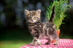 开云体育入口-德罗赞双重赛道，从NBA加时鏖战到F1冠军领奖台的终极接管