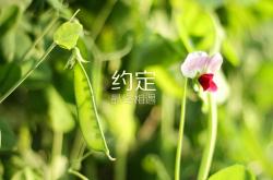 开云体育在线-引擎轰鸣中的绿茵舵手，厄德高，在越大舞台越响亮的脉搏