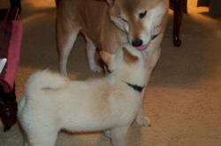 开云体育登录-枫叶防线，加拿大如何以巴萨之盾阿劳霍为教科书压制雷恩