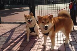 开云体育官网-跨界传奇，当劳塔罗的足球灵魂在NBA总决赛苏醒，比利时与荷兰的世纪对决正在场外上演