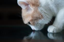 开云体育APP下载-唯一之战，凯塞多压力下的逆境爆发，多特蒙德稳稳征服佛罗伦萨