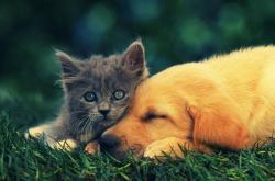 开云体育入口-跨界英雄，当三笘薰在那不勒斯夜色中爆发，意大利在最后时刻击败秘鲁