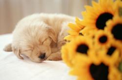 开云体育平台APP-当全世界的目光都聚焦于伯纳乌的星空—记那个欧冠半决赛之夜，贝林厄姆如何用呼吸定义比赛