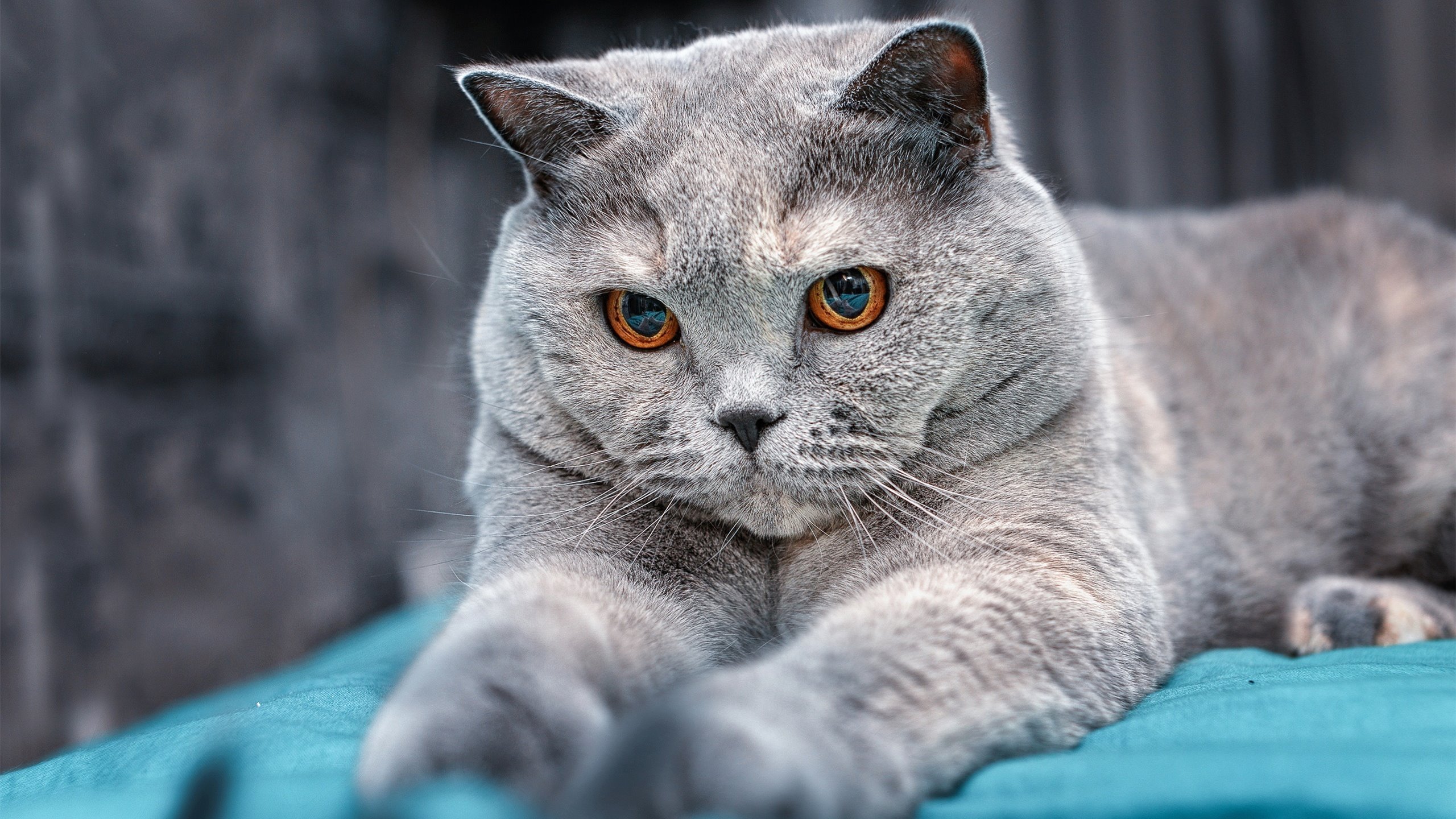 改写剧本的银石之战，红牛二队绝杀梅赛德斯，汉密尔顿独木擎天的悲壮