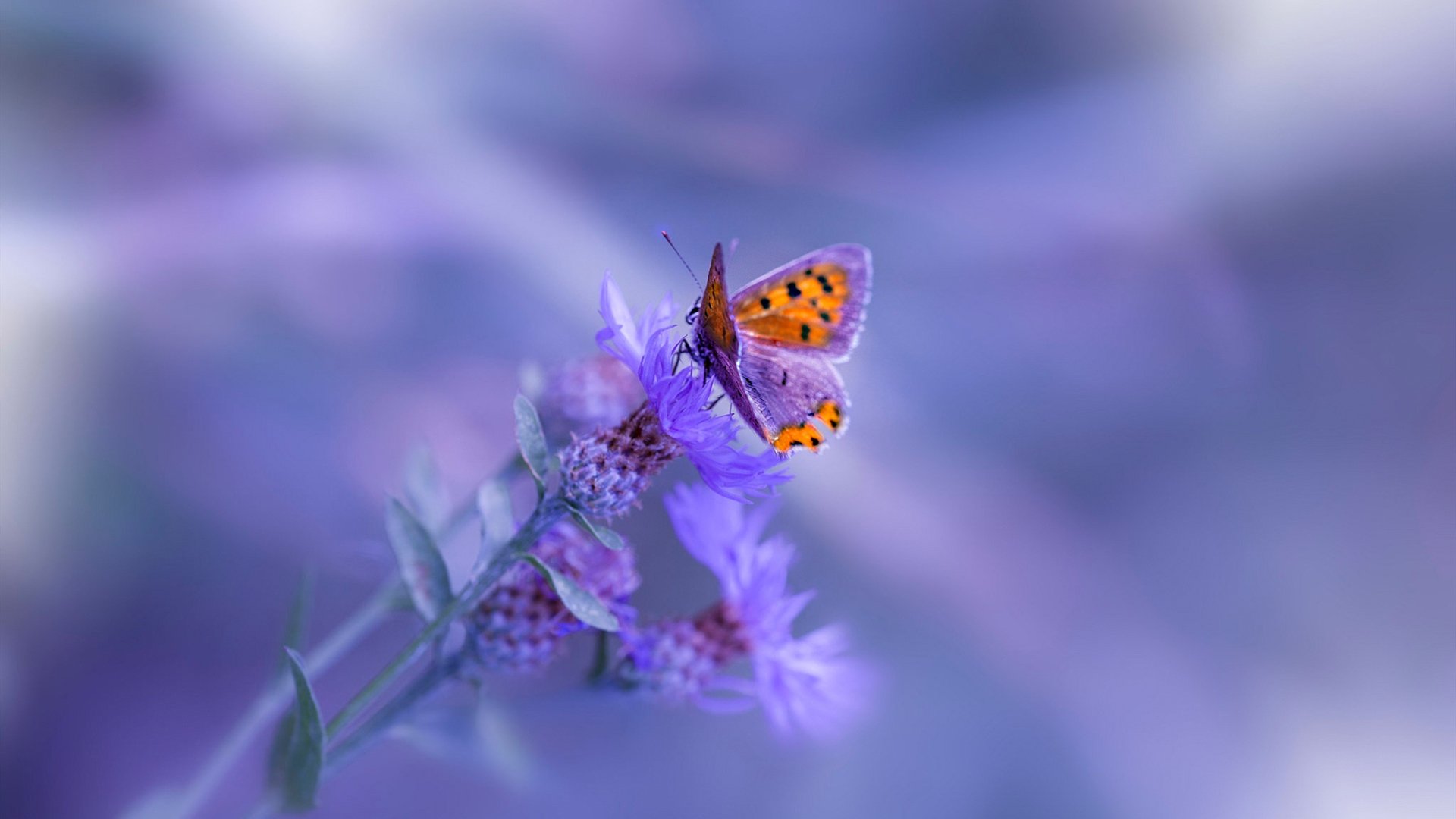 鏖战双线，决胜一击，西西帕斯用戴维斯杯关键胜利为赛季加冕