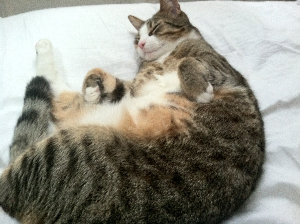 帝王孤岛与泥泞战场，维斯塔潘的一骑绝尘与梅赛德斯的艰难翻盘