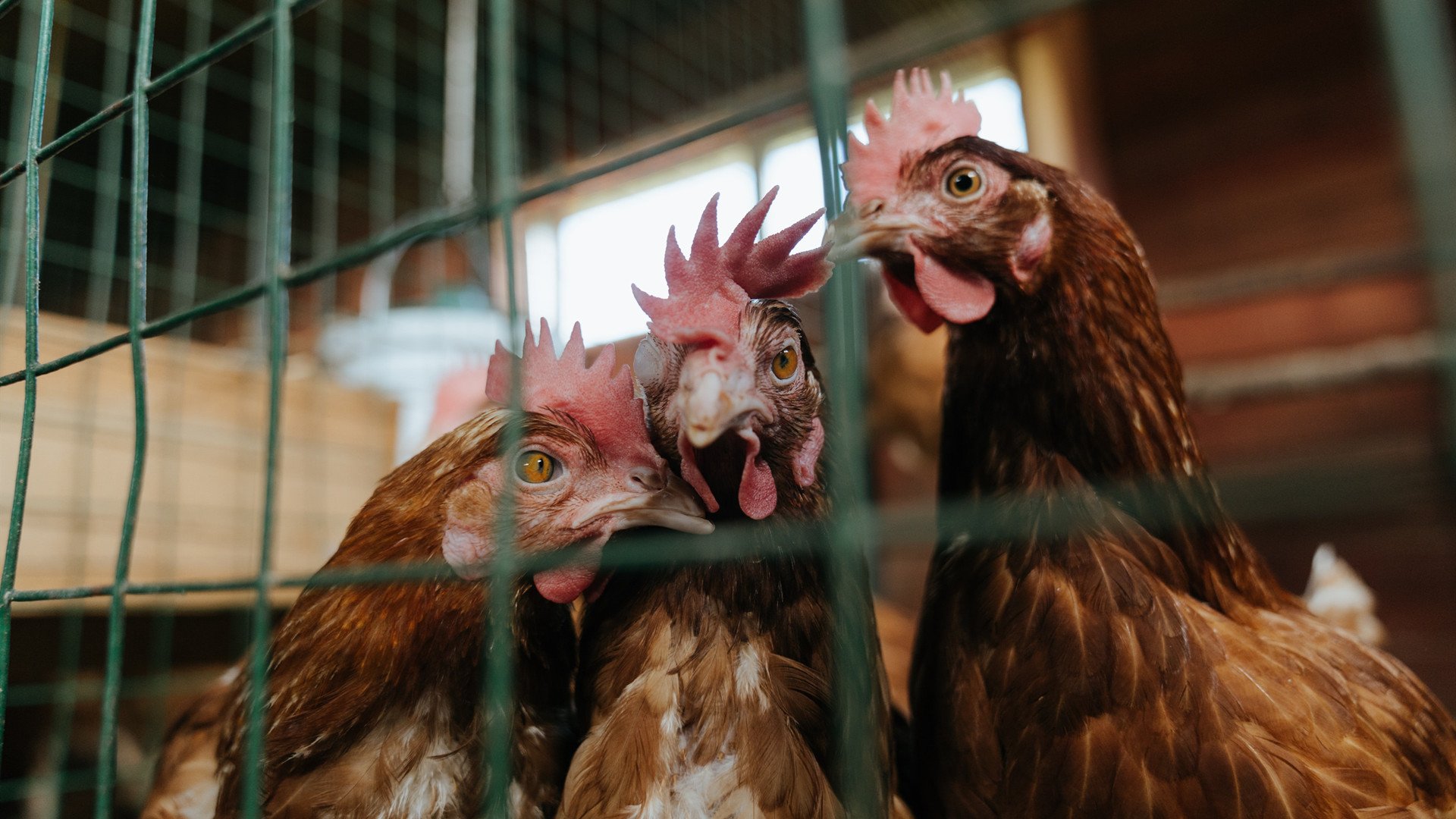 双面利刃，当乔治的攻防转换成了深圳队无法解读的方程式