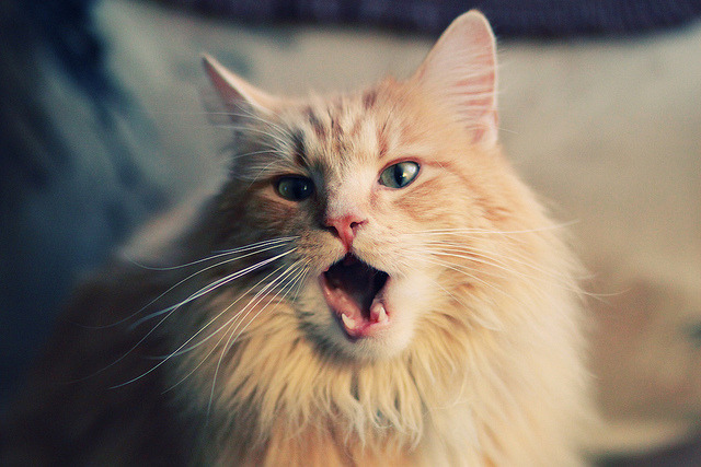 沉默屏障，当金色风暴撞上北境冰墙—戈贝尔如何用一场比赛重定义统治力