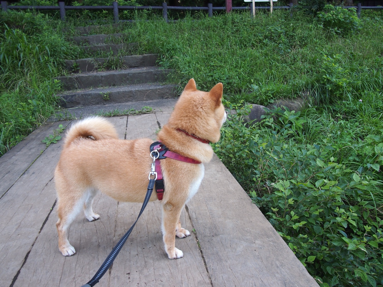 孤星照寒夜，卡拉斯科一剑封喉，苏格兰铁骑踏碎伯纳乌金身