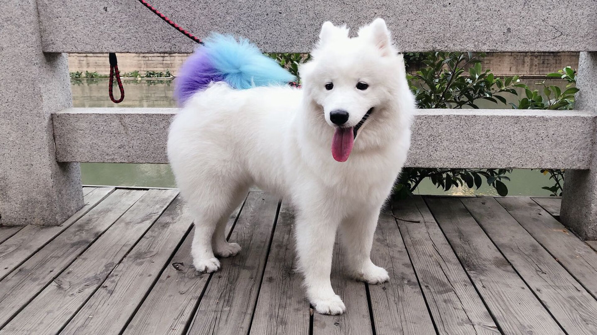 跨界传奇，当劳塔罗的足球灵魂在NBA总决赛苏醒，比利时与荷兰的世纪对决正在场外上演