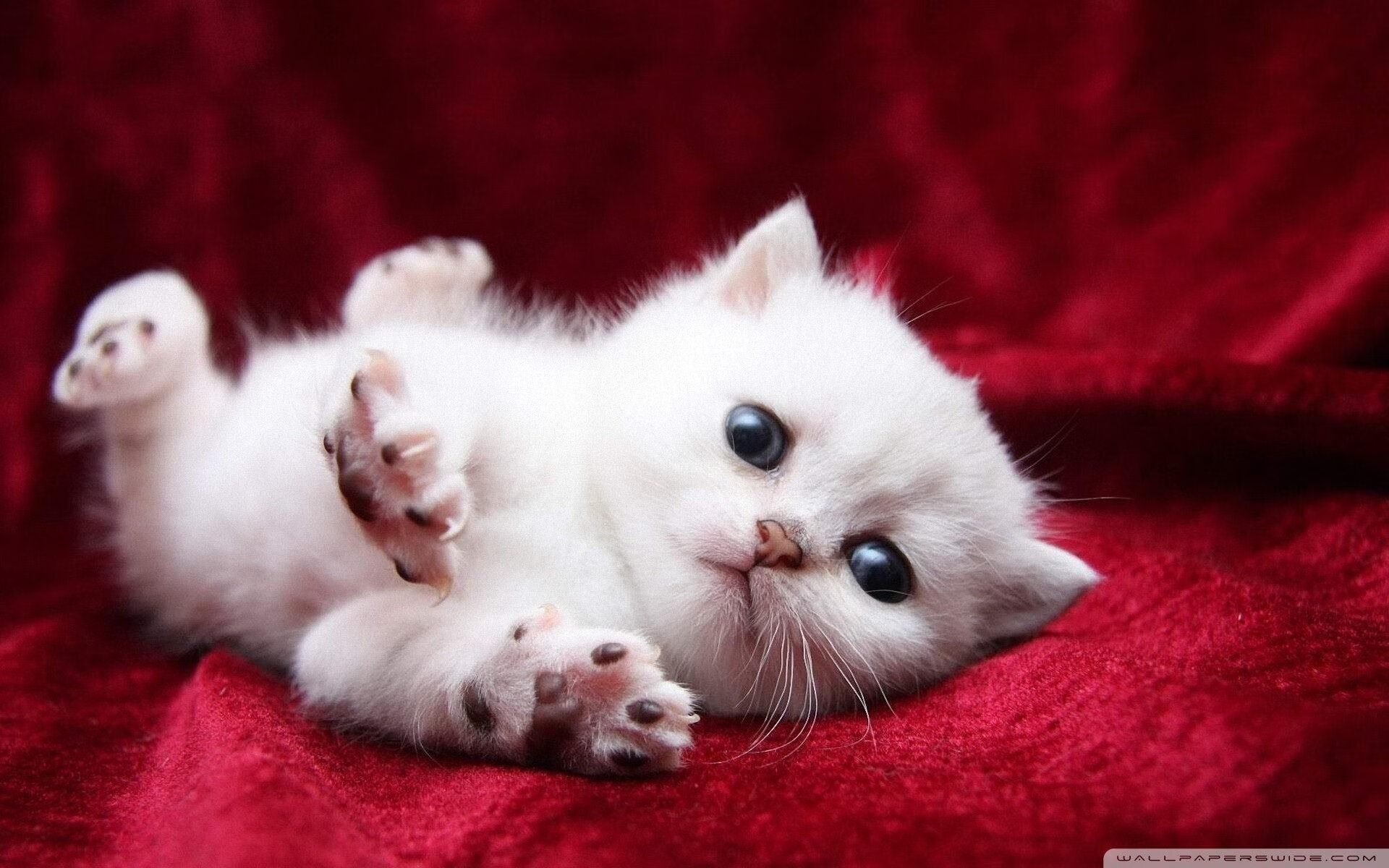 公牛快船防线集体报警,库里跨时空狙击报告