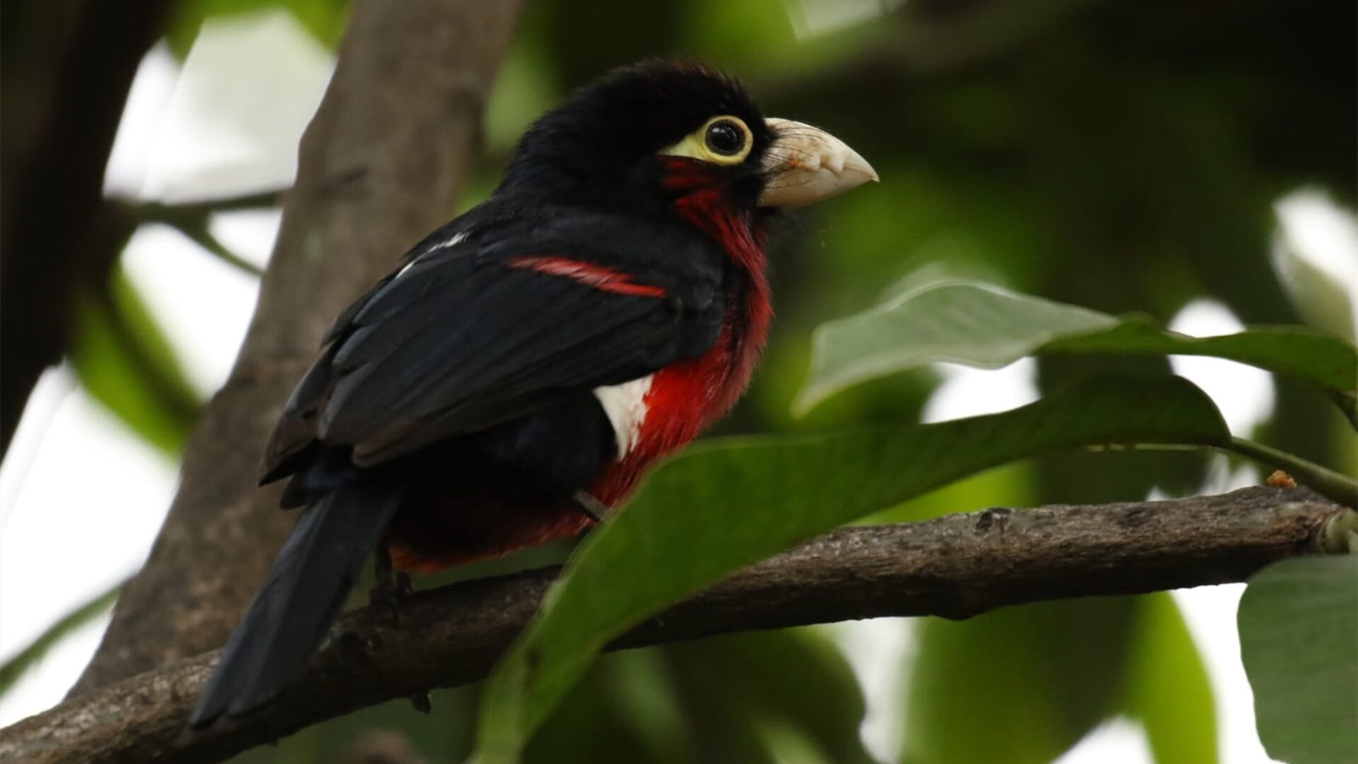 钢刃划破基辅寒夜，尤文提前终结悬念，努涅斯神兵天降定乾坤