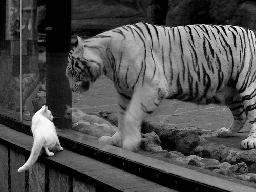 意甲焦点战之夜，克瓦拉茨赫利亚双响定乾坤，那不勒斯力克强敌拉开差距