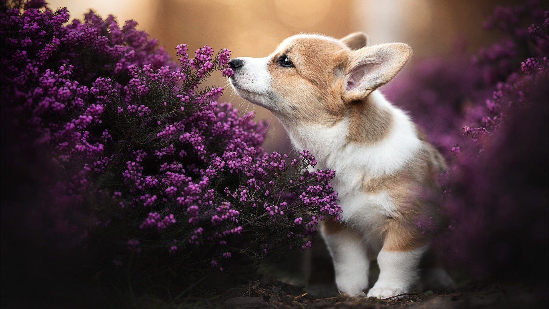 绝境逆袭!小贾伦补篮绝杀续写热火传奇