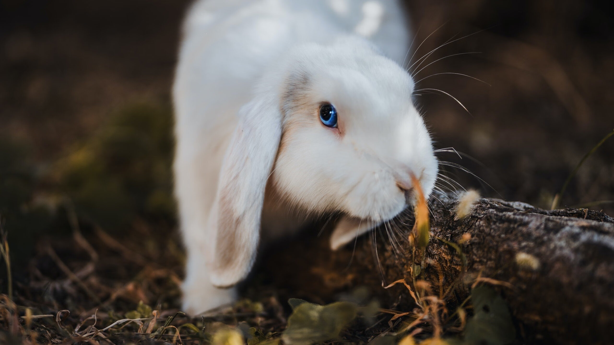 绝境双雄,当步行者鏖战浙江,马克西于欧冠接管—论赢家基因的隔空对话