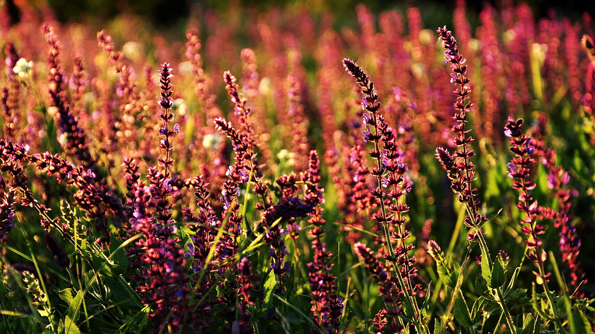 英格拉姆一剑封喉,广东单节射日锁定胜局