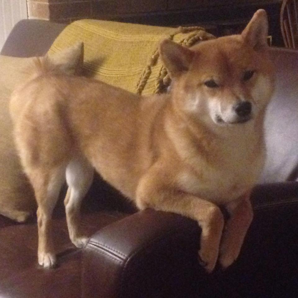 辽宁的铁血、老鹰的迁徙与库里的引力公式,谁真正掌控着比赛?