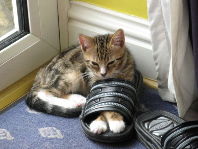 布克闪耀赛场,雷霆轻取辽宁队,关键先生主宰比赛