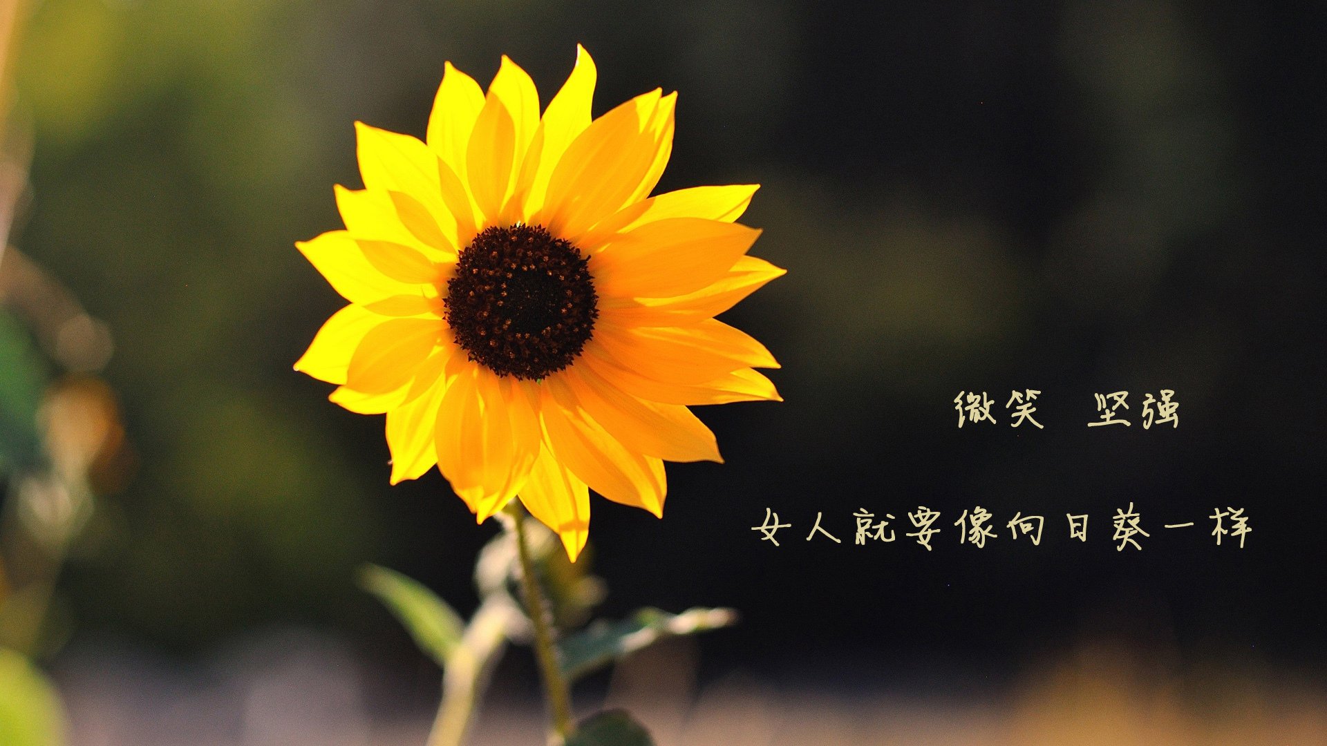 独步天下，世界杯头名之争中的节奏掌控者—登贝莱引领韩国险胜突尼斯