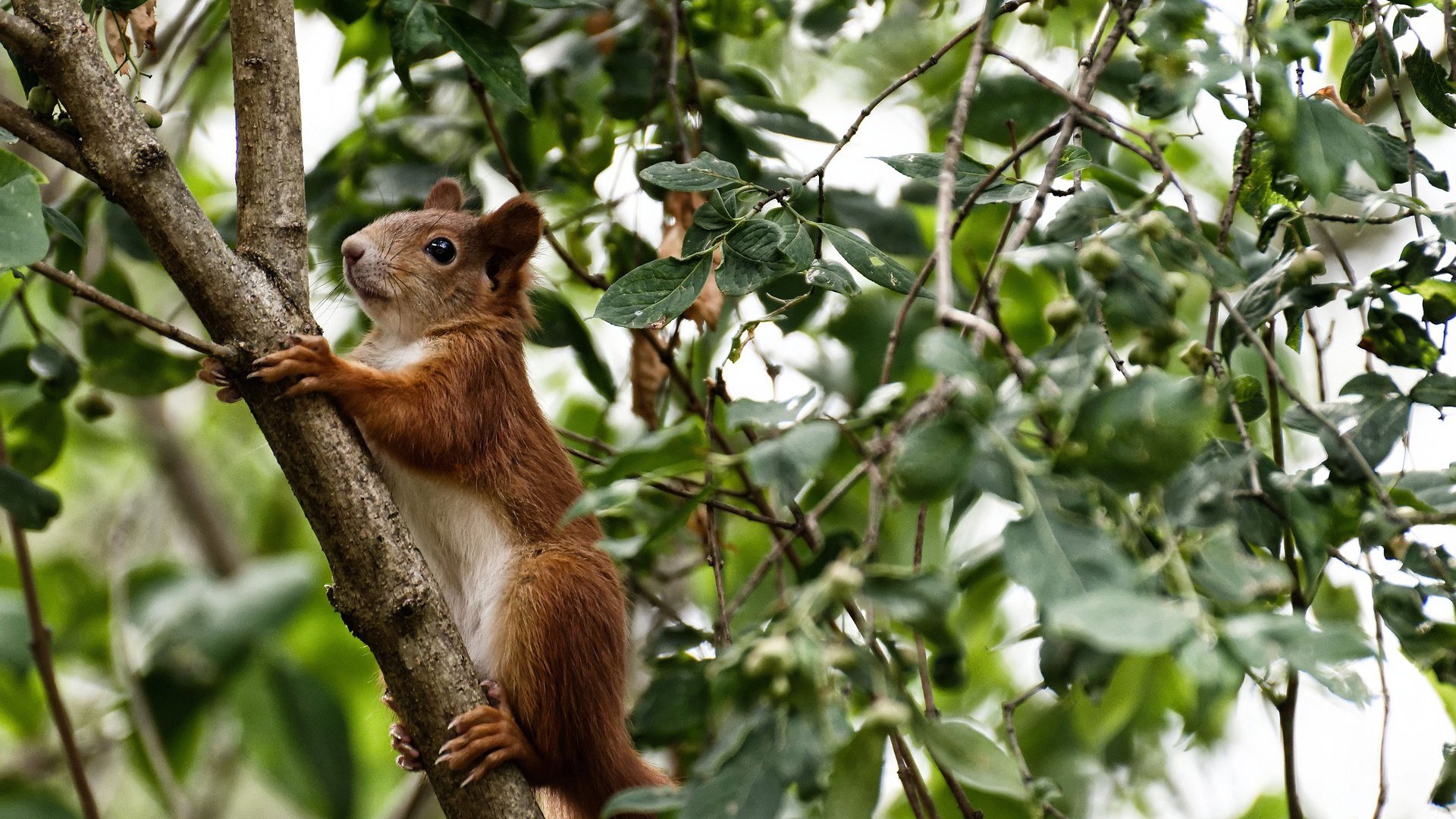 维也纳森林的冰与火,库尔图瓦铸就2026世界杯最冷神话